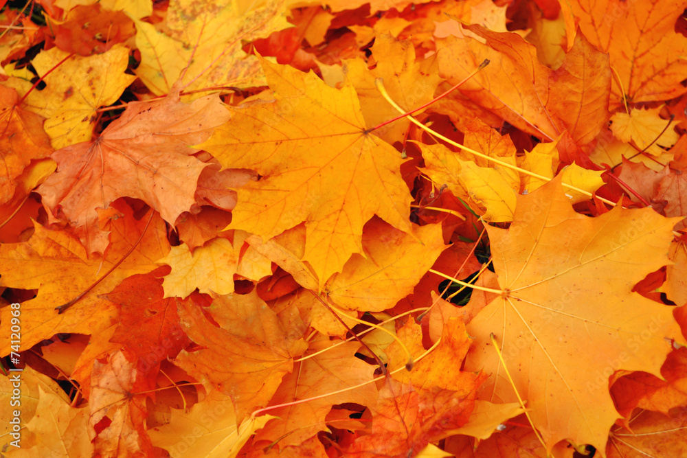 Autumn, leaves Autumn, leaves