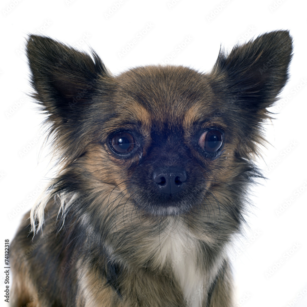 chihuahua chihuahua