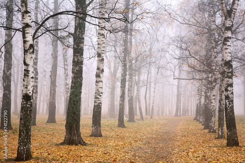 Autumn park in mist weather