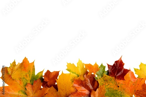 Autumn leaves at bottom isolated on white