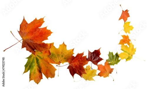 Autumn leaves during blizzard isolated on white