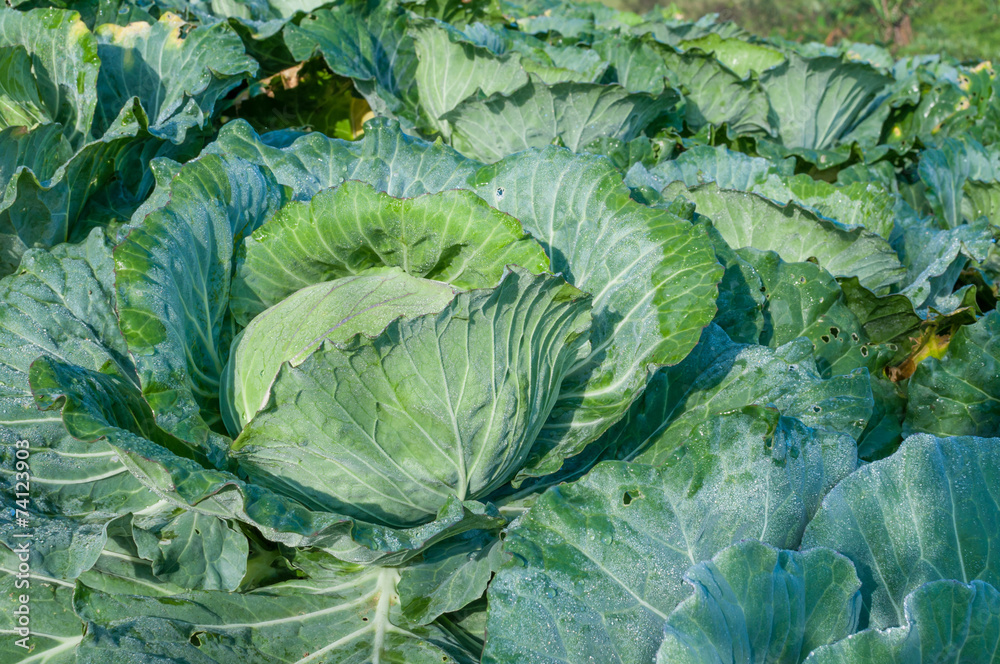 head of cabbage in the vegetable garden head of cabbage in the vegetable garden