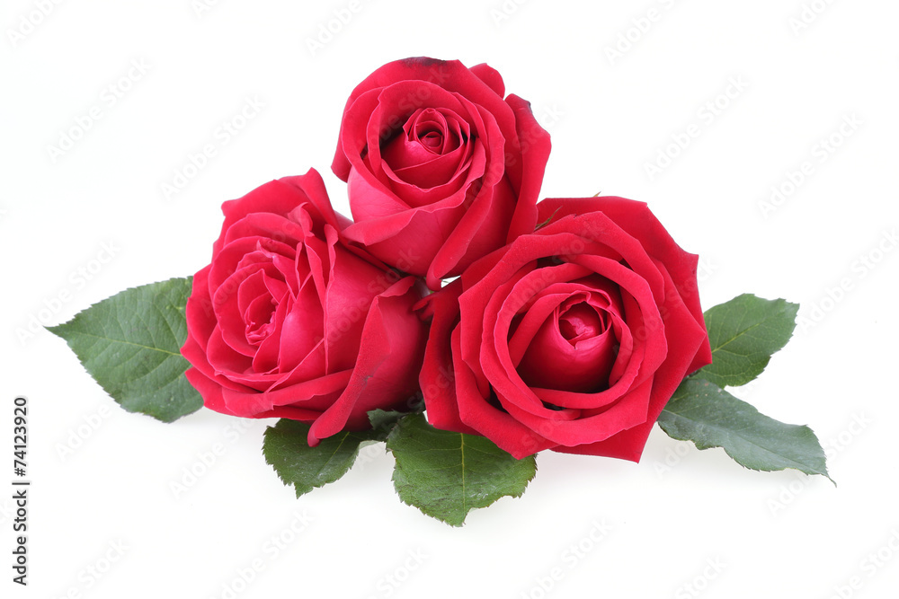 red rose isolated on white background red rose isolated on white background