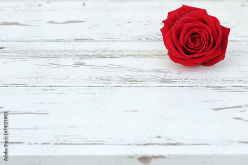 red rose on white wood background