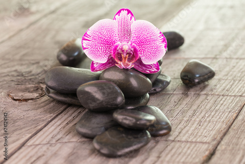 Fuchsia Moth orchid and black stones