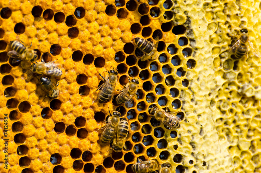 Macro shot of bees swarming on a honeycomb Macro shot of bees swarming on a honeycomb