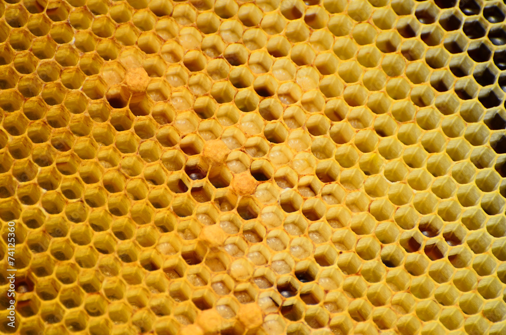 Abstract honeycomb pattern with honney forms Abstract honeycomb pattern with honney forms
