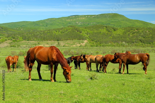 Fototapeta Naklejka Na Ścianę i Meble -  beautiful  horses on green mountain pasture