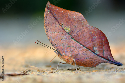 Beautiful butterfly photo