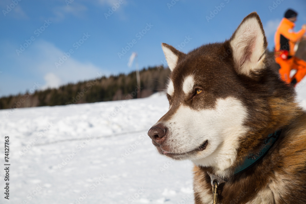 Alaskan Malamute in the snow