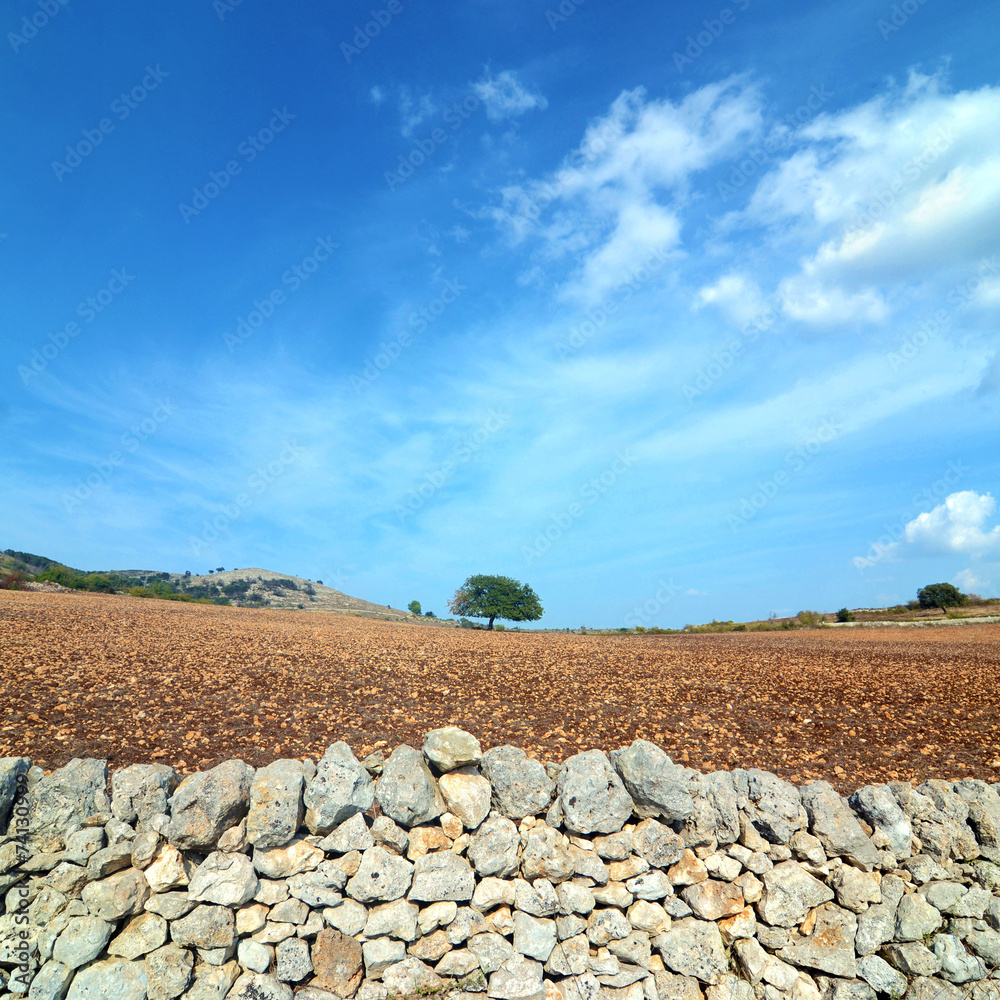Albero di quercia solitario -muro di pietra