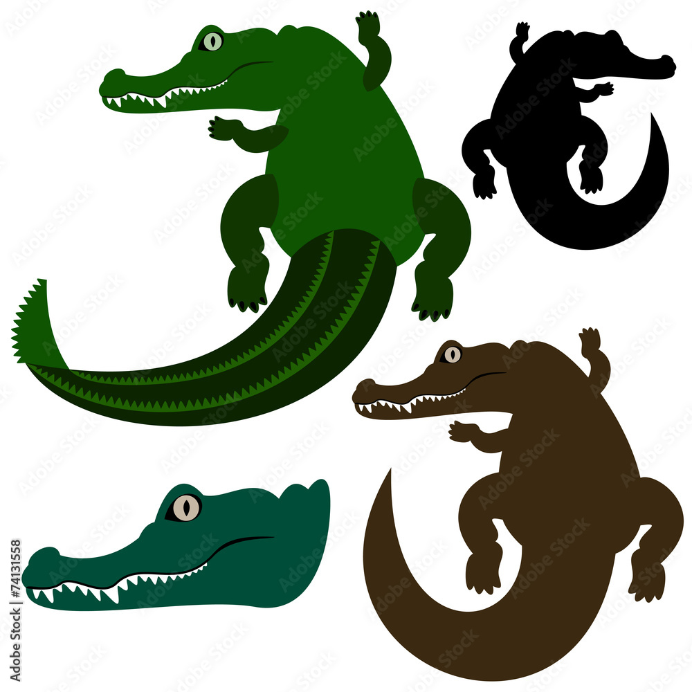 Obraz premium Crocodile