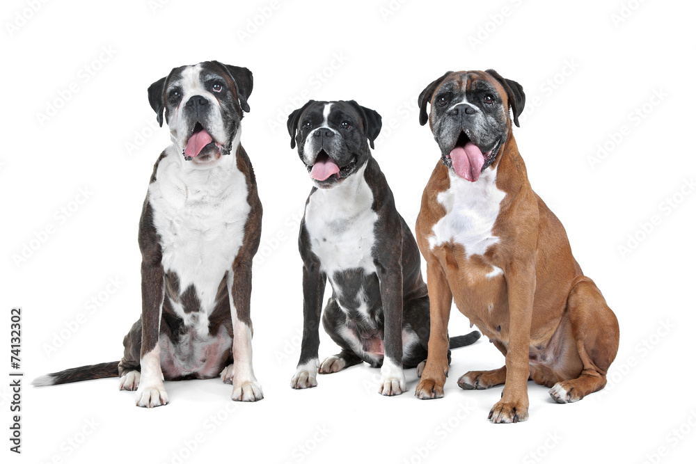 a group of three boxer dogs