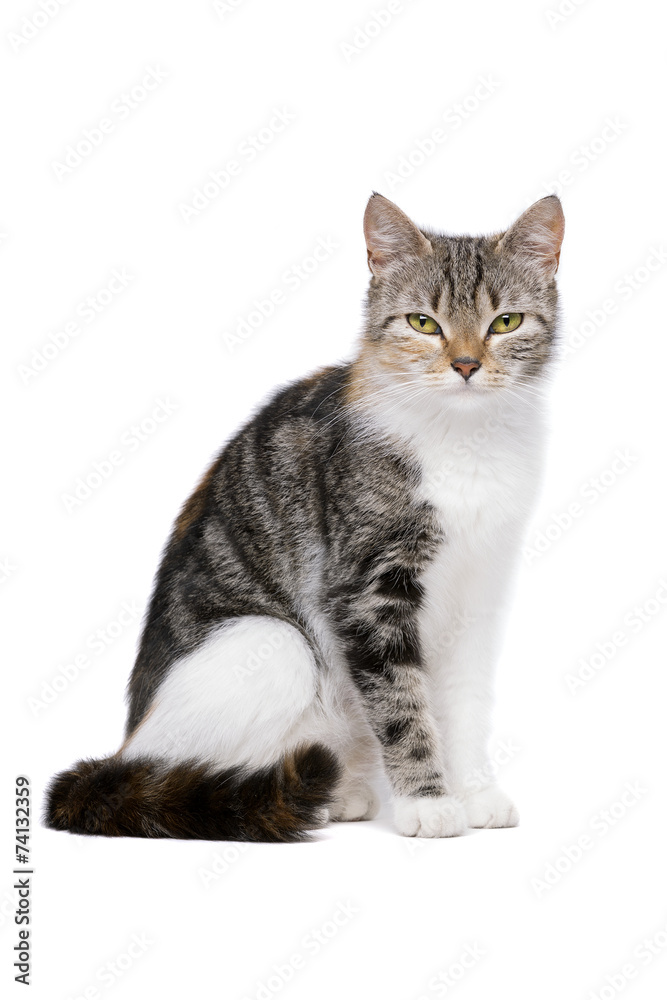 european-shorthair cat