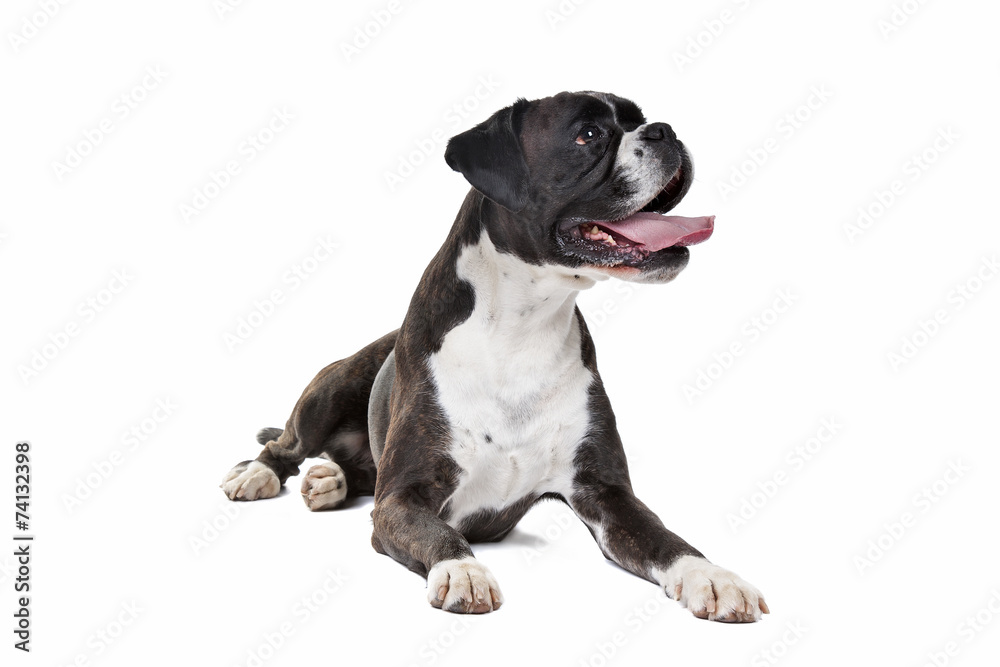 Boxer dog in front of a white background