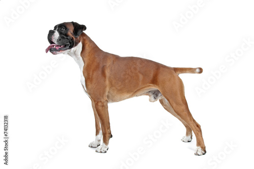 Bild auf Leinwand Boxer dog in front of a white background