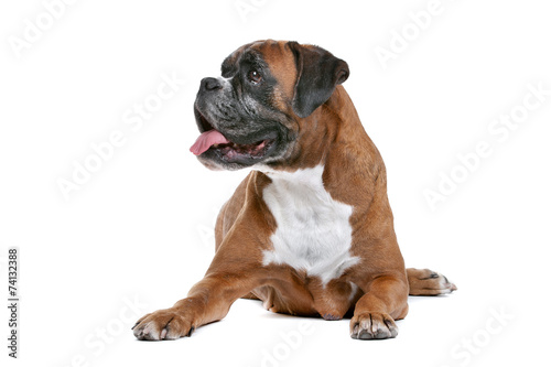 Boxer dog in front of a white background © Erik Lam
