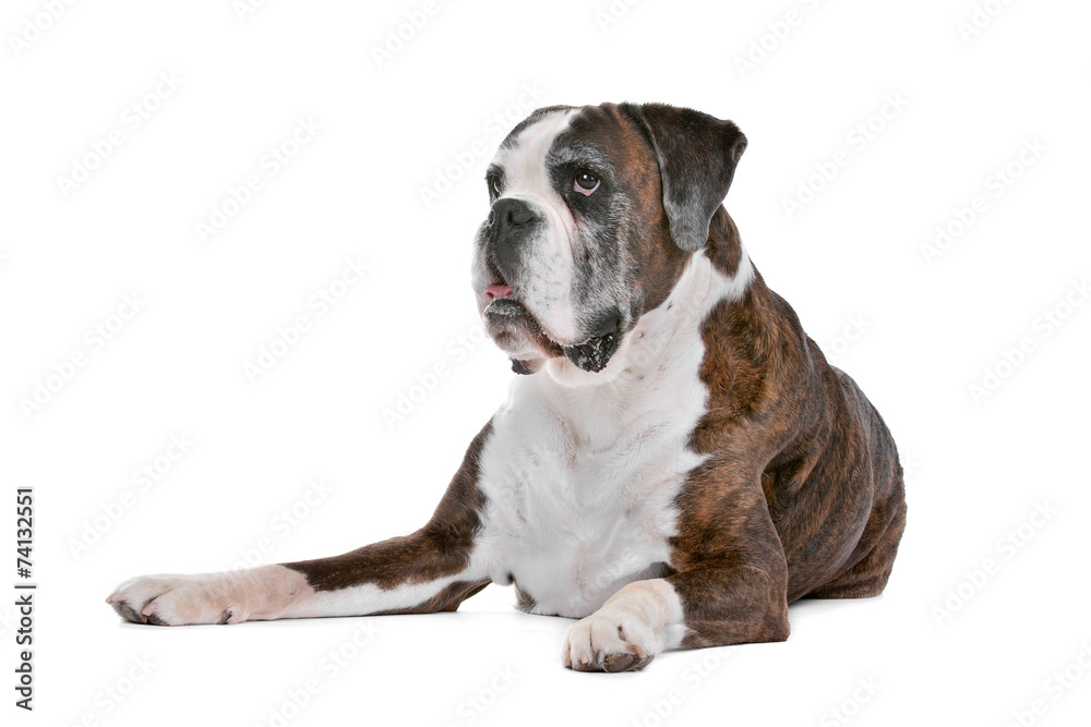 Boxer dog in front of a white background