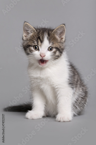 little grey and with kitten