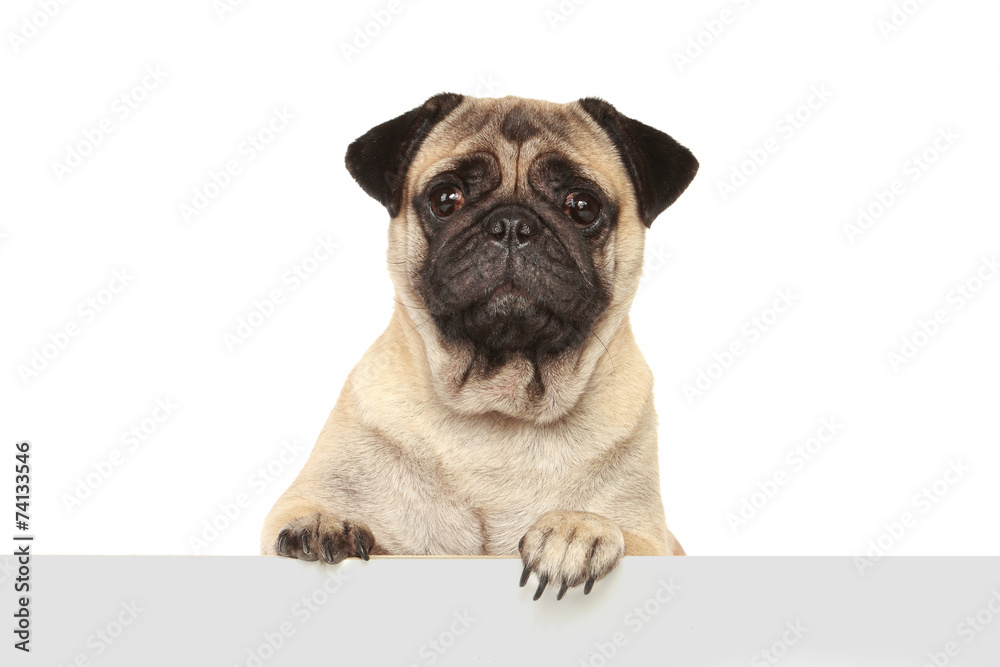 Fototapeta premium dog with blank board