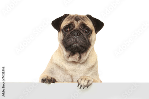 dog with blank board © Odua Images