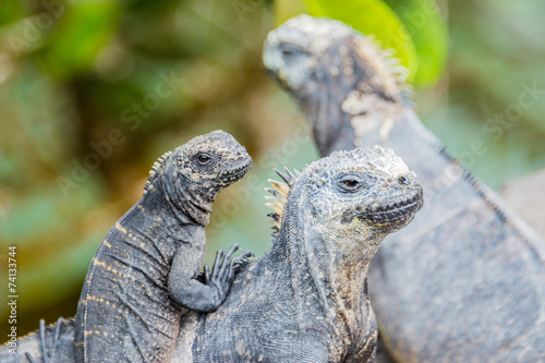 Family of Galapagos marine iguana, Isabela island