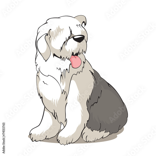 Bobtail DOG
