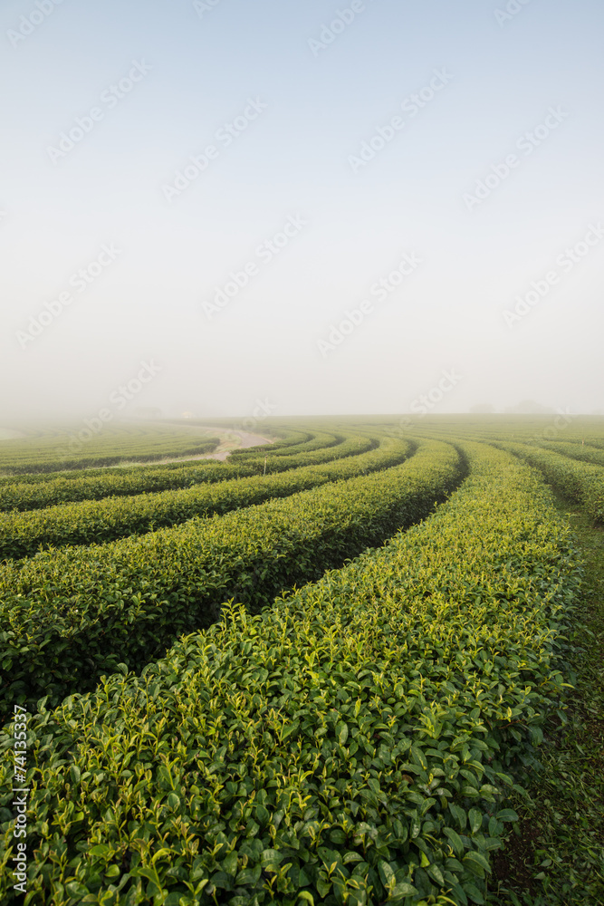 Green tea field in the morning fog