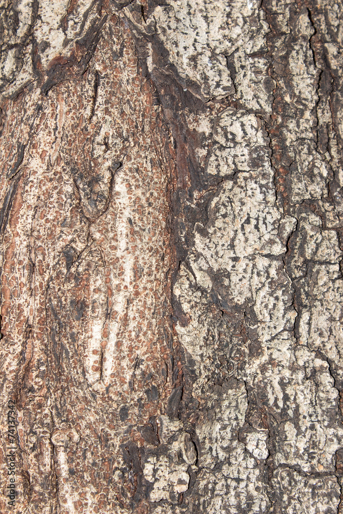 Fototapeta premium bark textures background