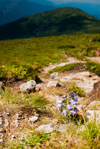 Campanula alpina photo