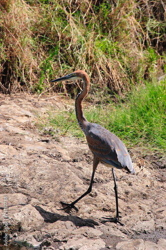 airone golia parco nazionale del kruger sudafrica photo