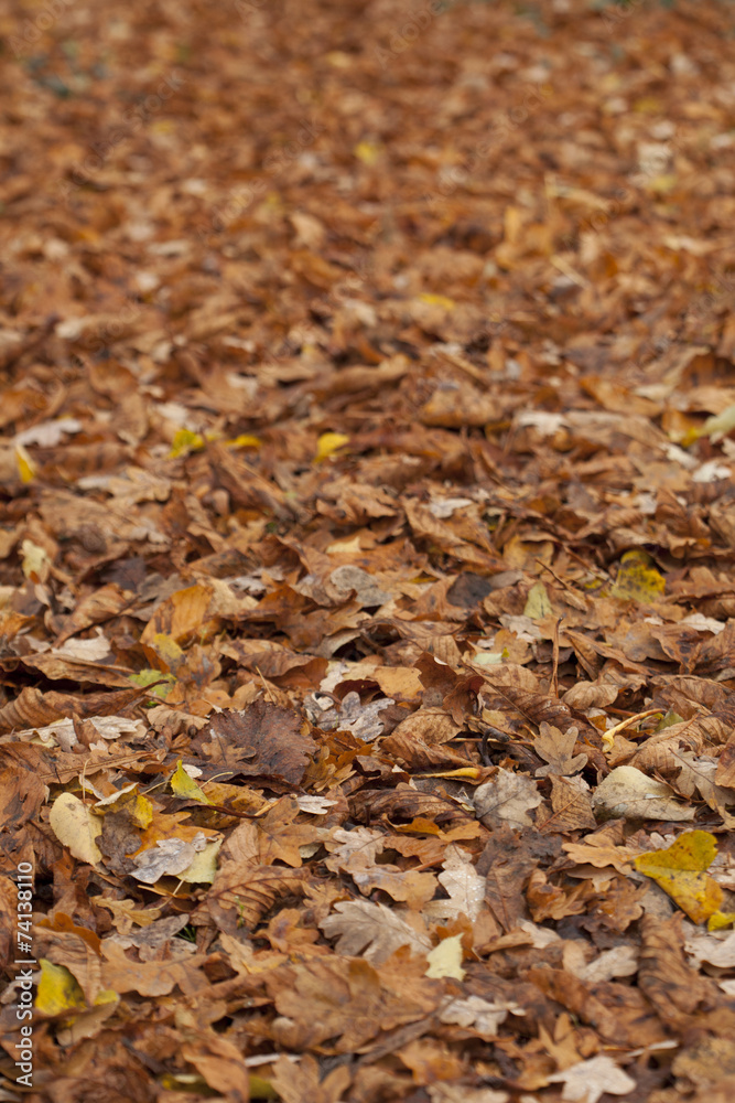 Fall leave background with depth