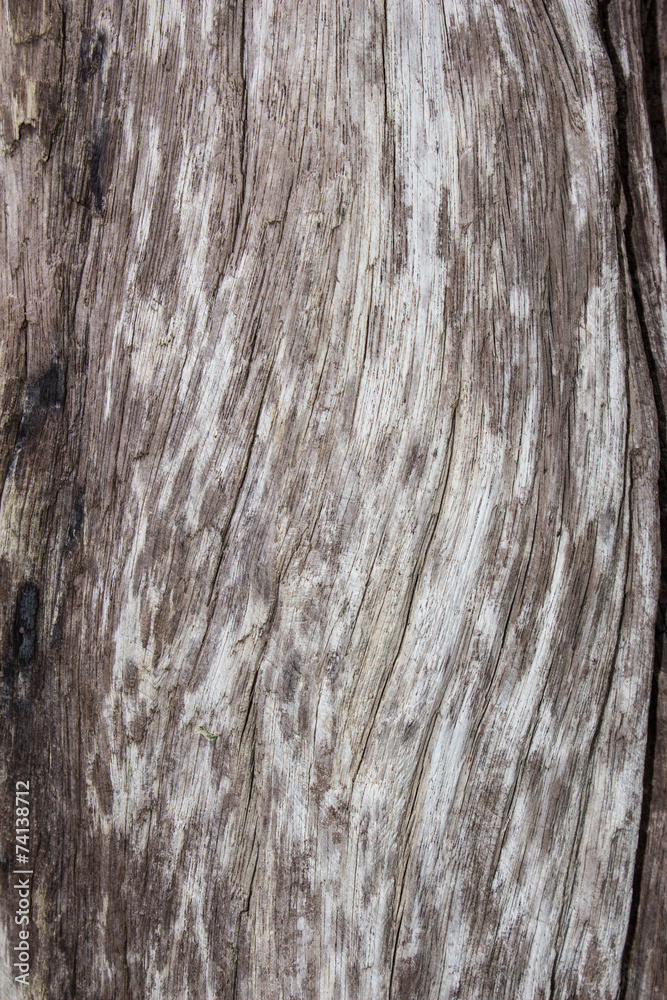 Obraz premium bark textures background
