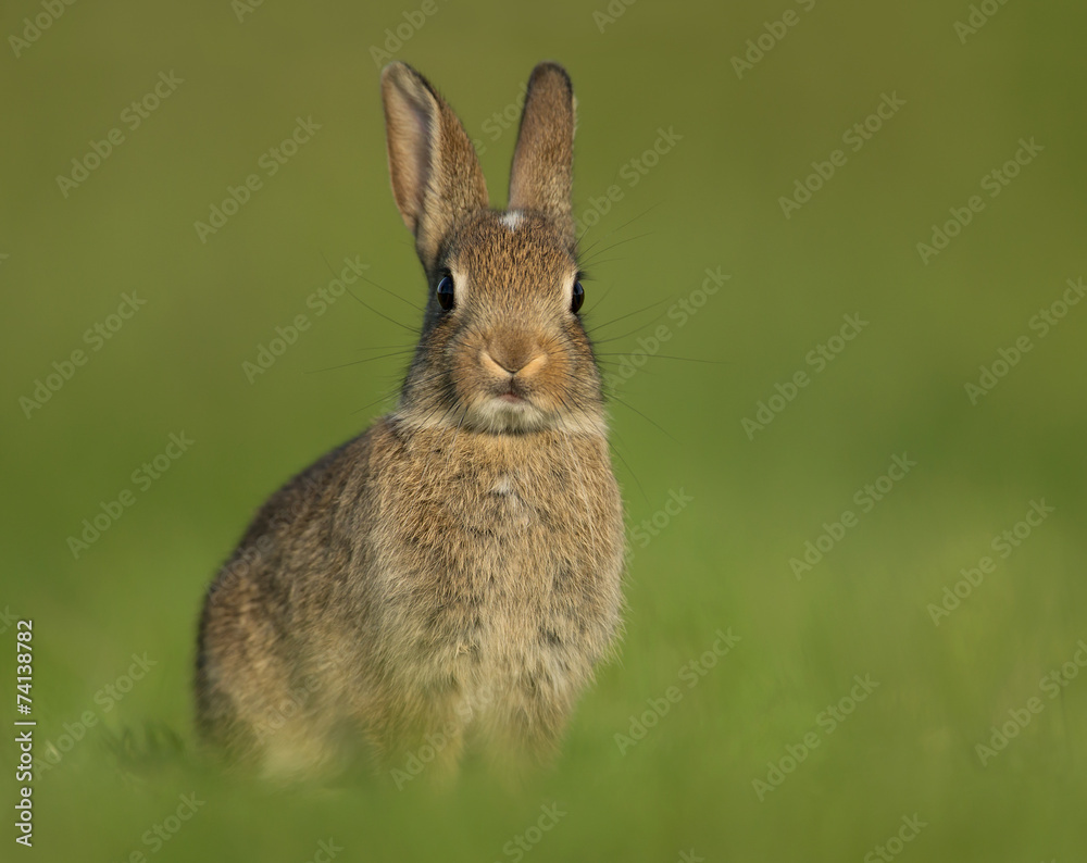 Obraz premium Alerted young wild rabbit