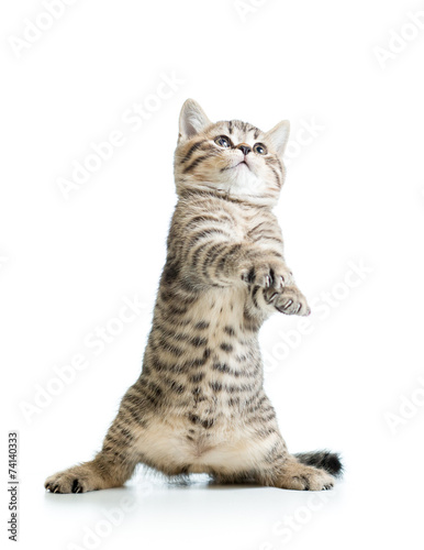 funny standing playful kitten isolated on white