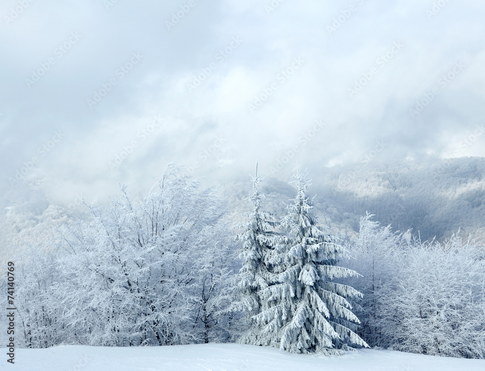 Naklejka premium Frost on trees in winter