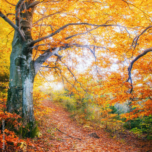 Forest Road in the autumn. Autumn Landscape.