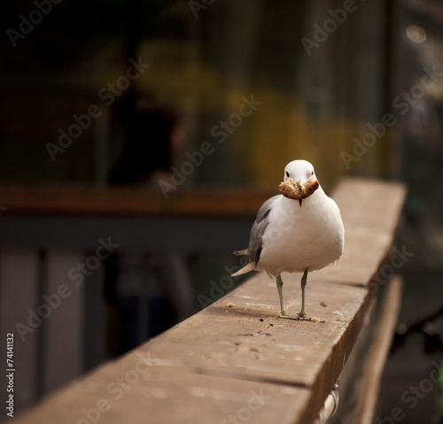 Seagull photo