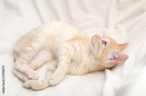 Ginger cat lying