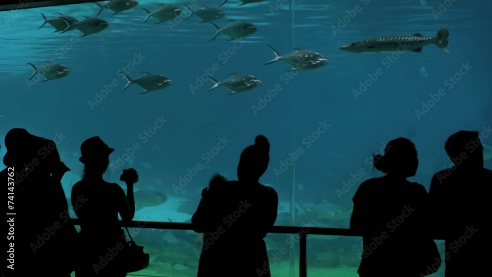 Visitors in shark bay Sea World Gold Coast Visitors in shark bay Sea World Gold Coast