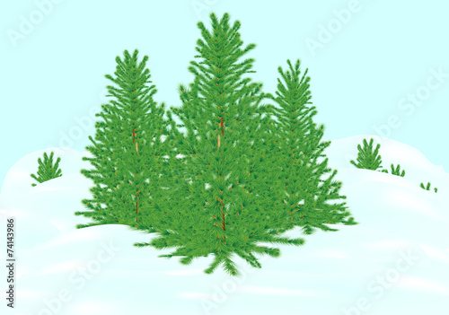 fir