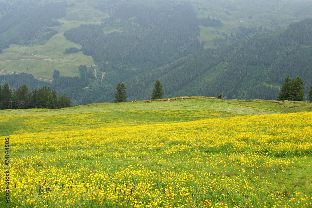 Austrian landscape in Saalbach - Hinterglemm Austrian landscape in Saalbach - Hinterglemm