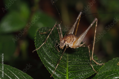 A close up of bush cricket on green leaves