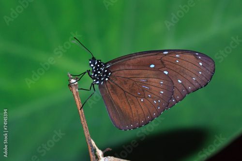 A side view of Male Striped Blue Crow butterfly photo