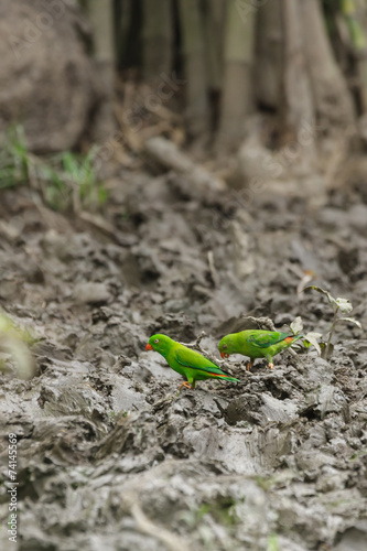 Two vernal hanging parrots eating salt lick on the ground