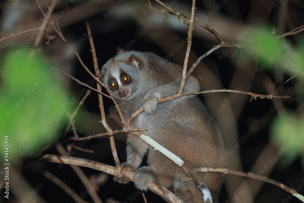 Fototapeta premium A close up of Slow loris on the tree at night