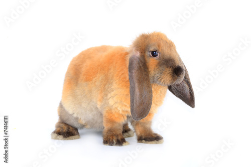 brown rabbit