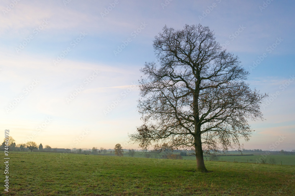 Fototapeta premium Tree in a hilly meadow at sunrise in autumn
