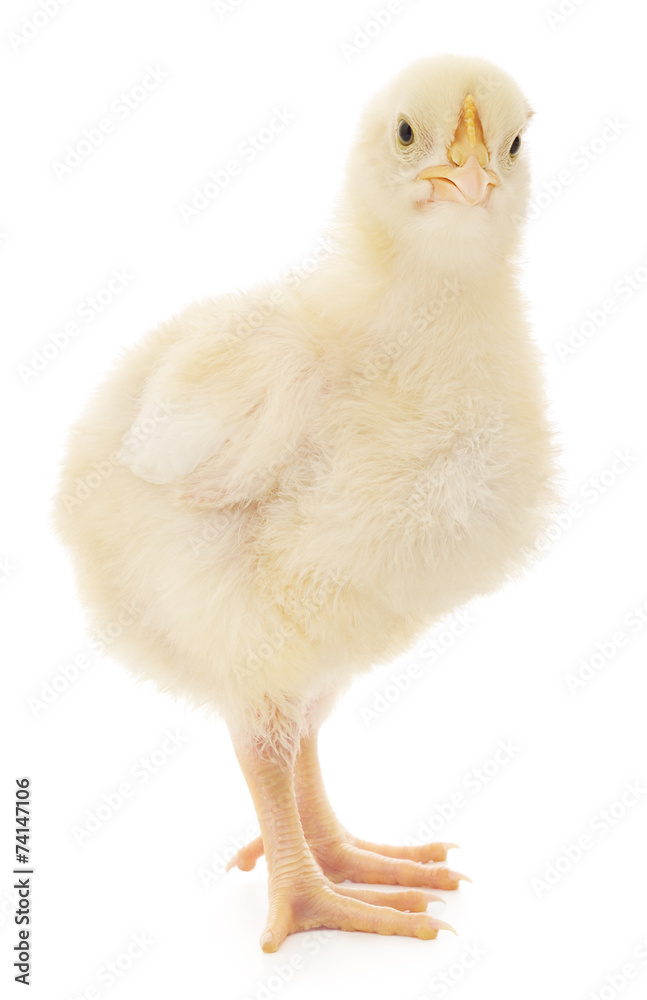 Fototapeta premium Small chicken