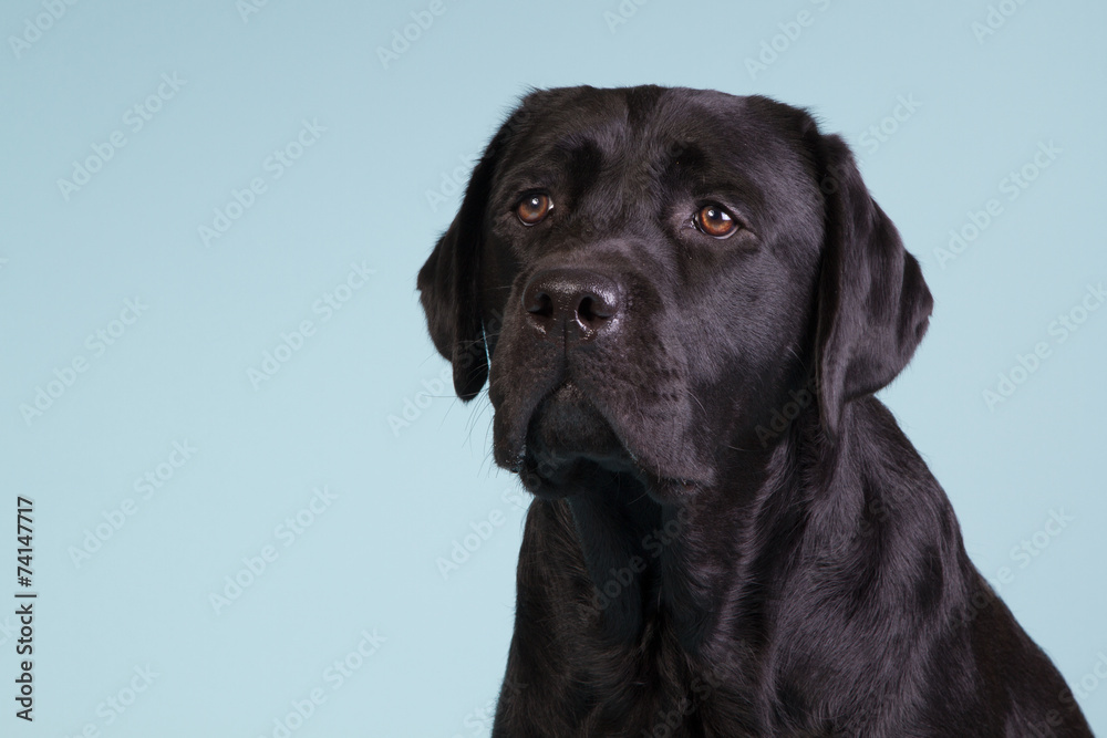 Fototapeta premium Black labrador on blue background